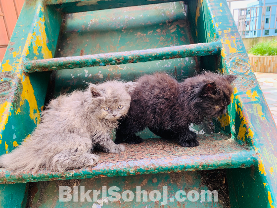 Persian Kitten